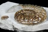 Asteroceras Ammonite With Promicroceras - Collector Piece #131932-3